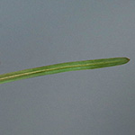 Potamogeton pusillus - Zwerg-Laichkraut