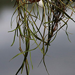 Potamogeton pusillus - Zwerg-Laichkraut