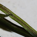 Potamogeton pusillus - Zwerg-Laichkraut