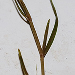 Potamogeton pusillus - Zwerg-Laichkraut