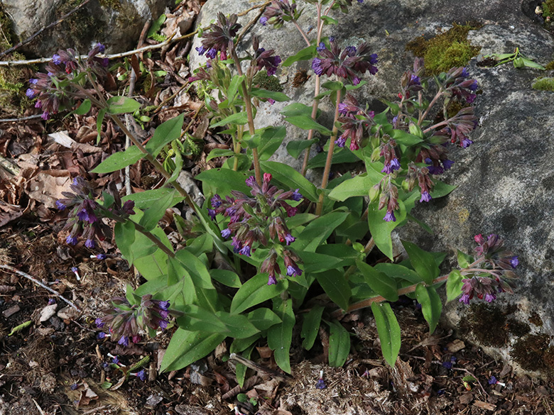 Pulmonaria nollis