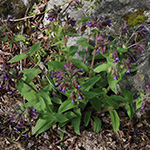 Pulmonaria mollis - Weiches Lungenkraut