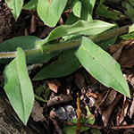 Pulmonaria mollis - Weiches Lungenkraut