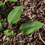 Pulmonaria mollis - Weiches Lungenkraut