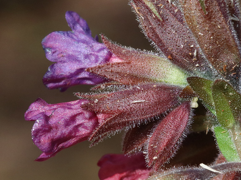 Pulmonaria mollis