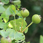 Pyrus pyraster - Wild-Birne