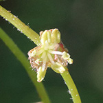 Quercus rubra - Rot-Eiche
