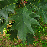 Quercus rubra - Rot-Eiche