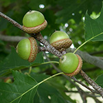 Quercus rubra - Rot-Eiche