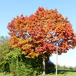 Quercus rubra - Rot-Eiche