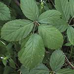 Rubus appropinquatus - Angenäherte Haselblattbrombeere