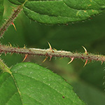 Rubus bonus-henricus - Guter-Heinrich-Brombeere