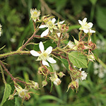 Rubus bonus-henricus - Guter-Heinrich-Brombeere