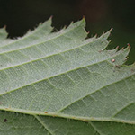 Rubus bonus-henricus - Guter-Heinrich-Brombeere