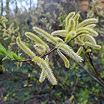 Salix udensis - Sachalin-Weide