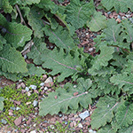 Salvia verbenaca - Eisenkraut-Salbei