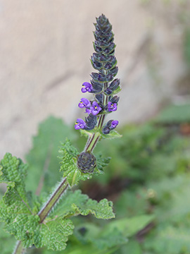 Salvia verbenaca