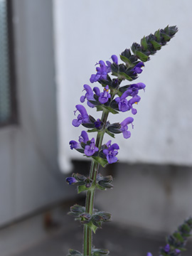 Salvia verbenaca