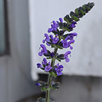 Salvia verbenaca - Eisenkraut-Salbei