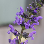 Salvia verbenaca
