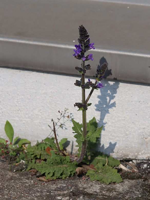 Salvia verbenaca