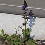 Salvia verbenaca - Eisenkraut-Salbei