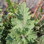 Salvia verbenaca - Eisenkraut-Salbei