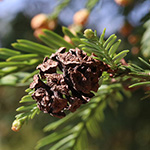 Sequoia sempervirens - Küsten-Mammutbaum