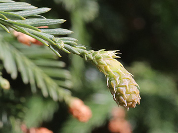 Sequoia sempervirens
