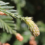Sequoia sempervirens - Küsten-Mammutbaum