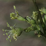 Silene otites - Ohrlöffel-Leimkraut