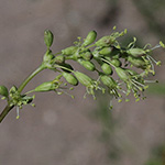Silene otites - Ohrlöffel-Leimkraut