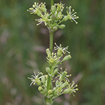 Silene otites - Ohrlöffel-Leimkraut