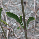 Silene otites - Ohrlöffel-Leimkraut