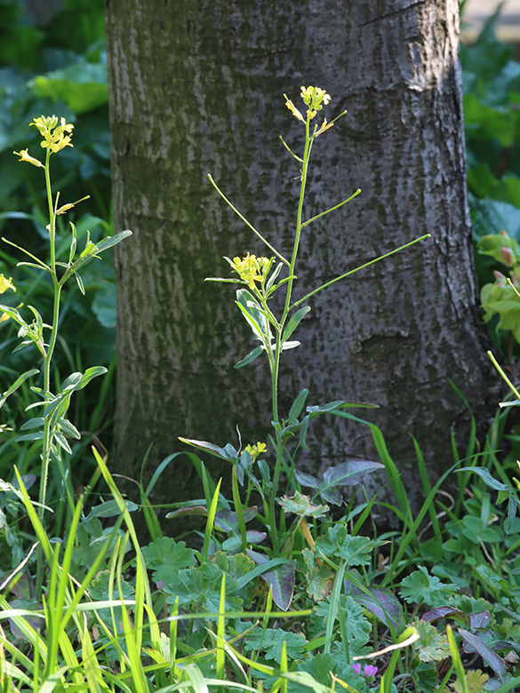 Sisymbrium orientale