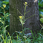 Sisymbrium orientale - Orientalische Rauke