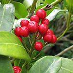 Skimmia reevesiana - Frucht-Skimmie