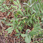 Sonchus tenerrimus - Zarte Gänsedistel