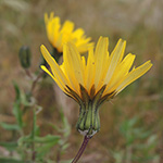 Sonchus tenerrimus - Zarte Gänsedistel