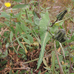 Sonchus tenerrimus - Zarte Gänsedistel