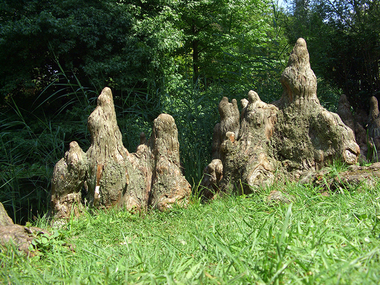 Taxodium distichum intricatum