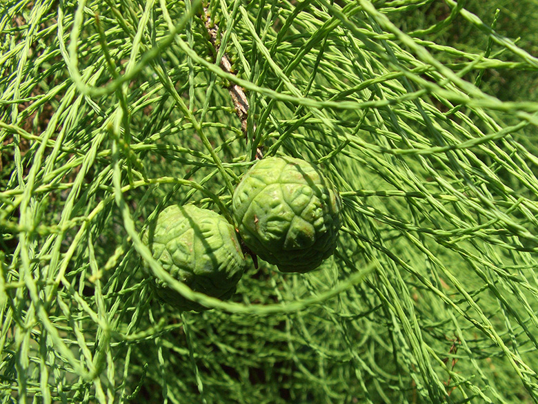 Taxodium distichum intricatum
