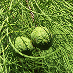 Taxodium distichum var. imbricarium - Aufrechte Sumpfzypresse