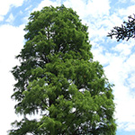 Taxodium distichum var. imbricarium - Aufrechte Sumpfzypresse