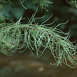 Taxodium distichum var. imbricarium - Aufrechte Sumpfzypresse
