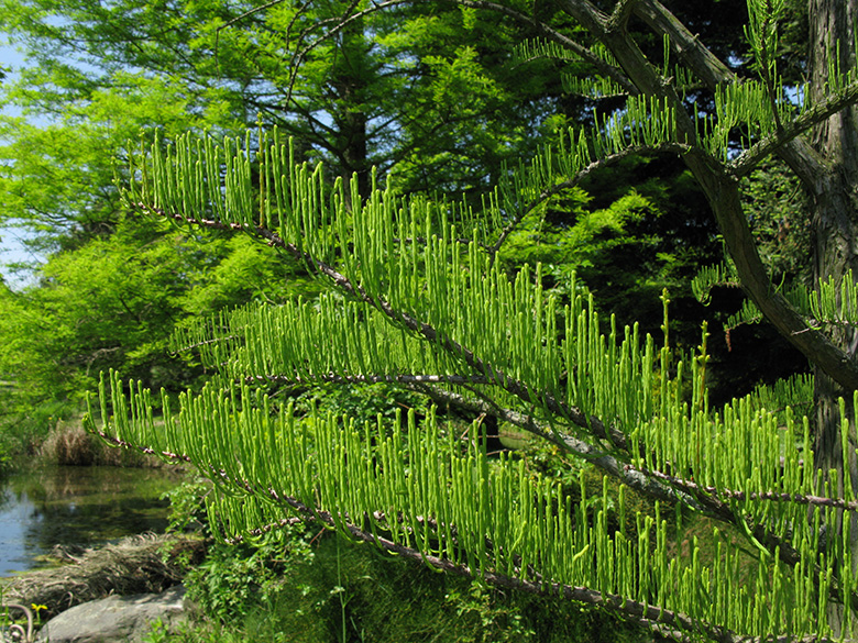 Taxodium distichum intricatum