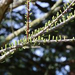 Taxodium distichum var. imbricarium - Aufrechte Sumpfzypresse