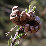 Taxodium distichum var. imbricarium - Aufrechte Sumpfzypresse