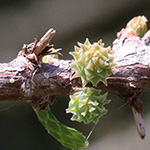 Taxodium distichum var. imbricarium - Aufrechte Sumpfzypresse