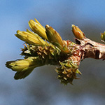 Taxodium distichum - Zweizeilige Sumpfzypresse